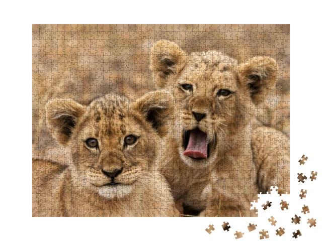 Puzzle 1000 Teile „Junge Löwen“