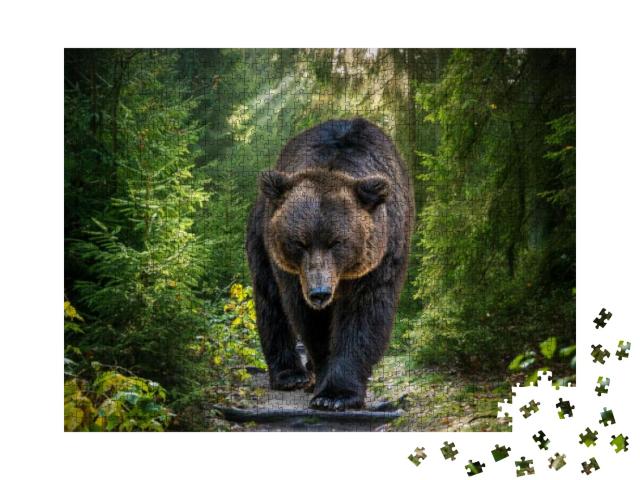 Puzzle 1000 Teile „Ein Kamtschatka-Braunbär in Nahaufnahme“