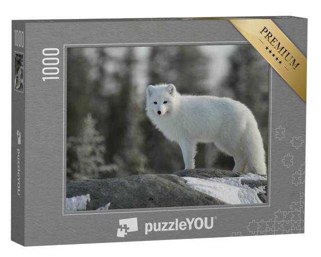 Puzzle 1000 Teile „Polarfuchs in Kanada“