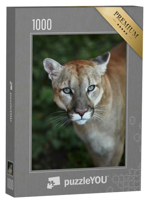 Puzzle 1000 Teile „Auge in Auge mit einem Puma“
