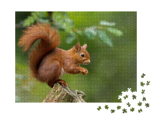Puzzle 1000 Teile „Rotes Eichhörnchen“