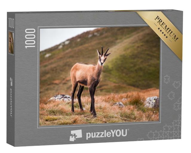 Puzzle 1000 Teile „Gämse im Gebirge, Niedere Tatra, Slowakei“
