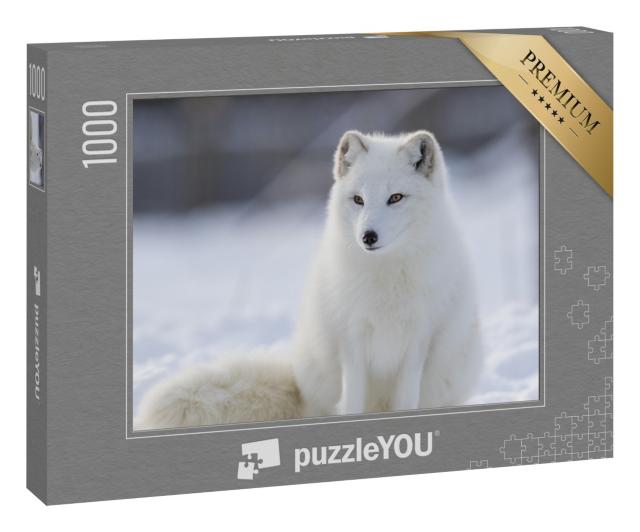 Puzzle 1000 Teile „Polarfuchs im Winter“