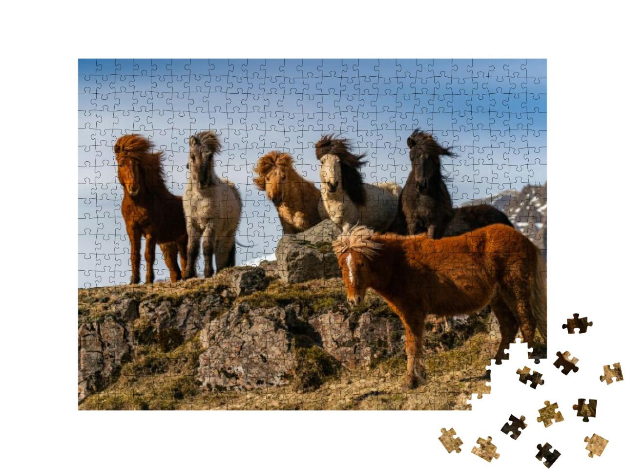 Puzzle 500 Teile „Eine Herde von Island-Pferden im rauhen Wind“