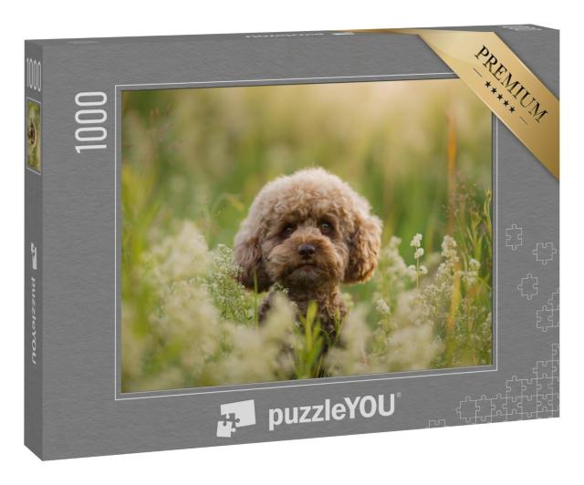 Puzzle 1000 Teile „Miniatur-Pudel in einer Sommerwiese“