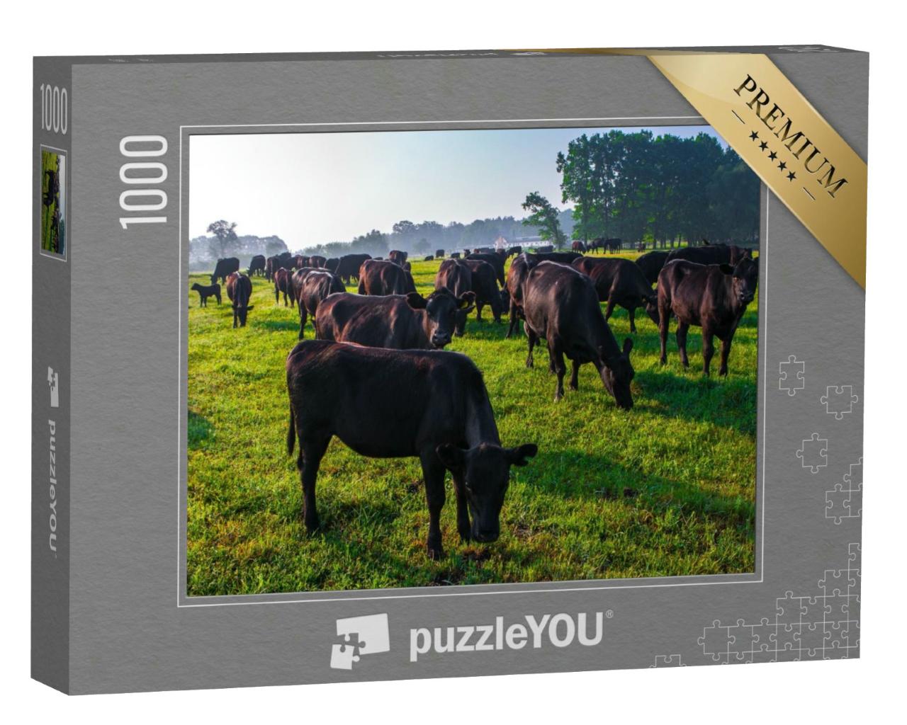 Puzzle 1000 Teile „Eine Herde schwarzer Aberdeen-Angus-Kühe im grünen Gras“