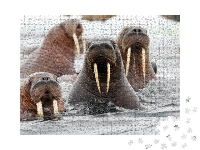 Puzzle 1000 Teile „Eine Gruppe von Walrossen im Wasser“