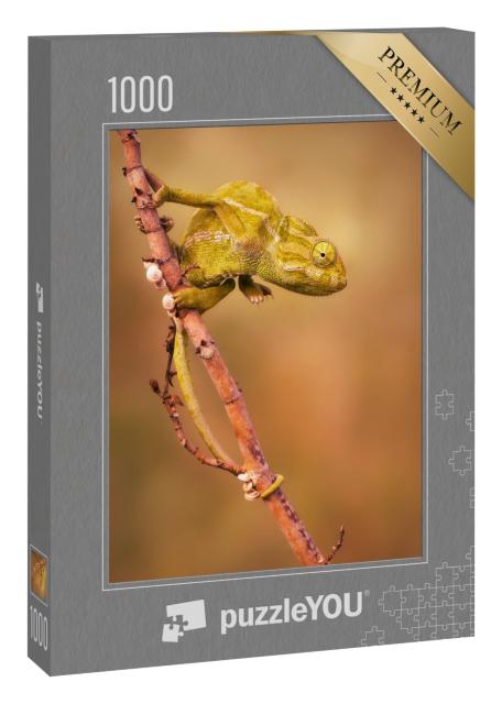 Puzzle 1000 Teile „Gewöhnliches Chamäleon (Chamaeleo chamaeleon)“