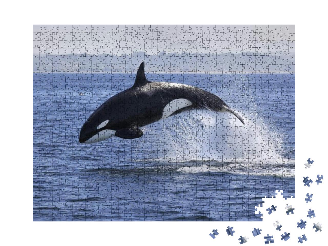 Puzzle 1000 Teile „Schwertwal, Orcinus Orca, beim Sprung aus dem Wasser“