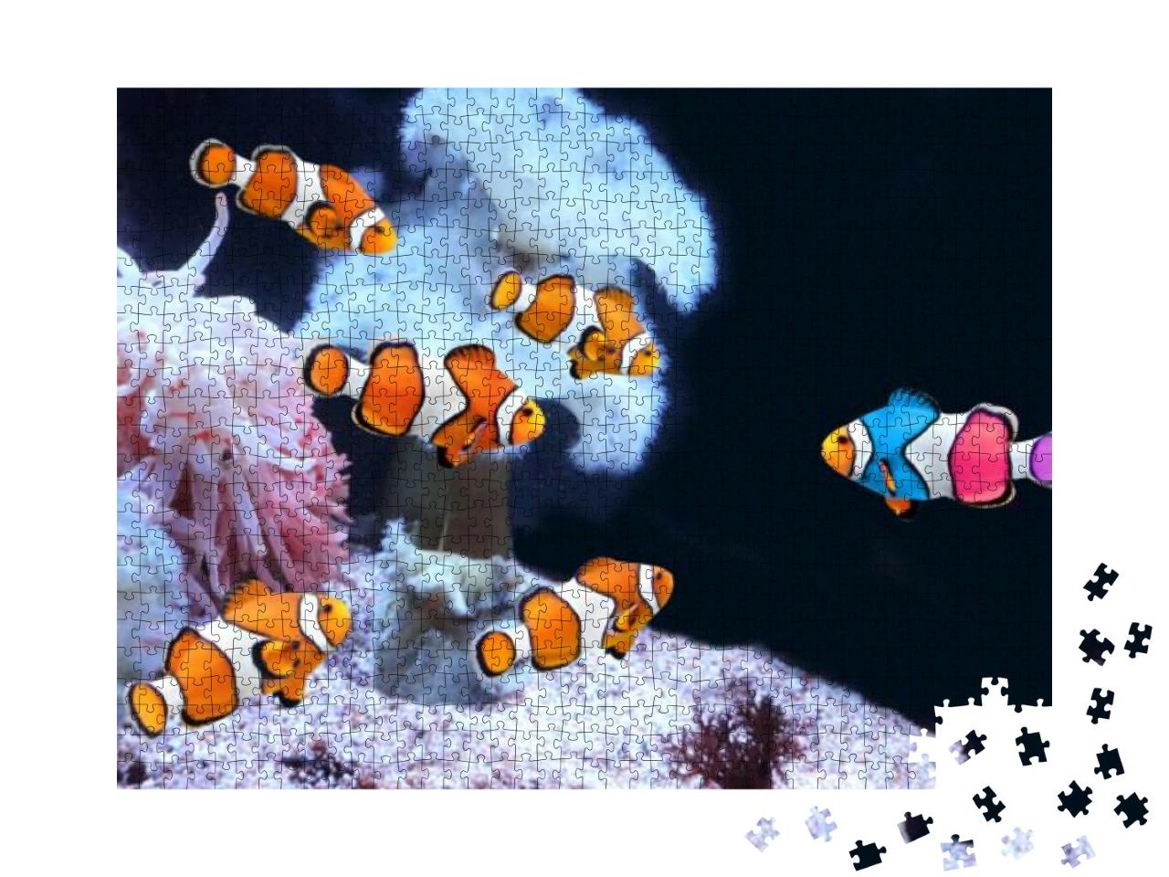 Puzzle 1000 Teile „Clownfischschwarm und ein bunter Clownfisch“
