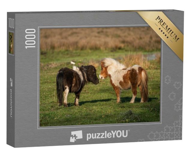 Puzzle 1000 Teile „Shetlandponys auf den Weiden von Limburg, Niederlande“