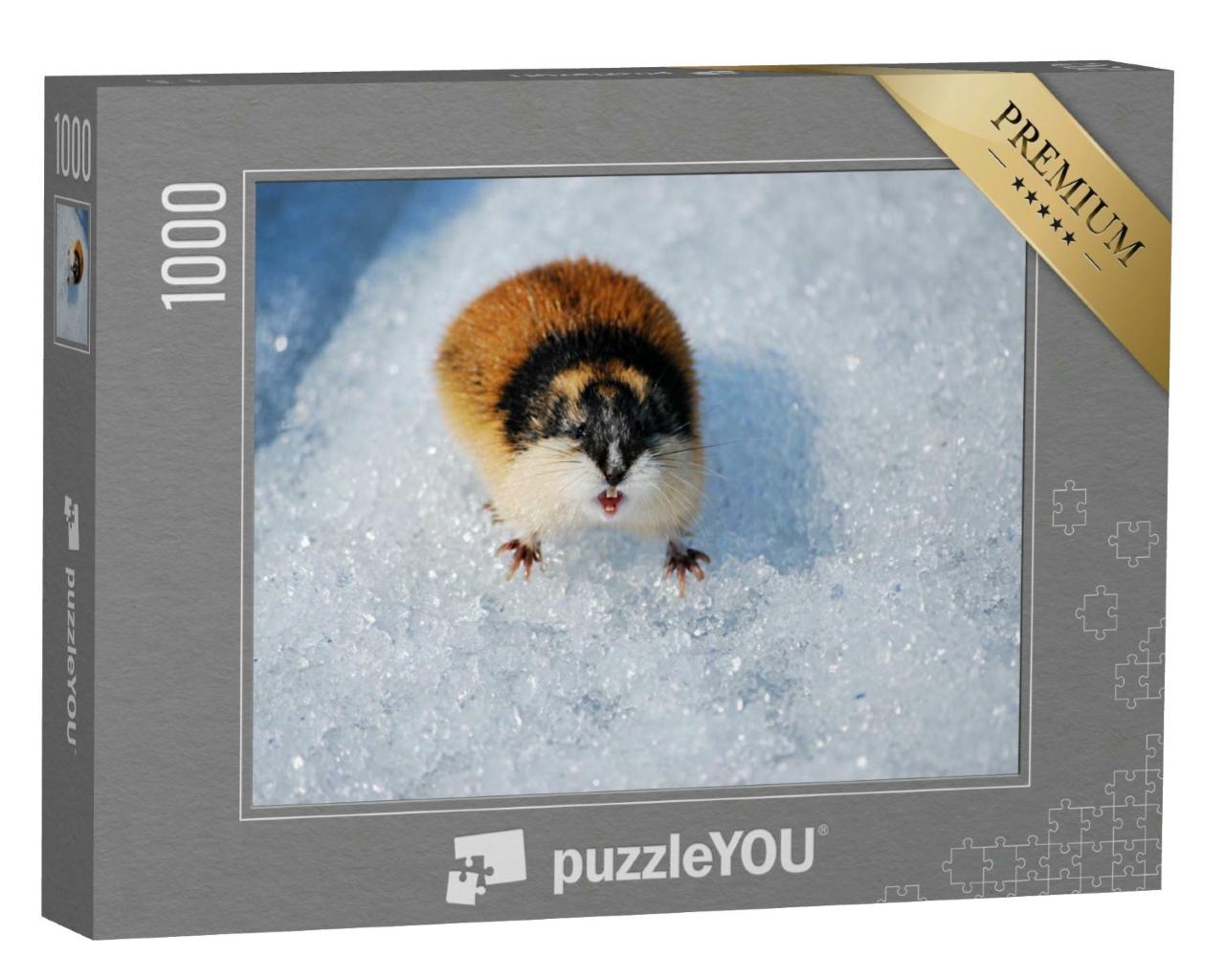 Puzzle 1000 Teile „Niedlicher Lemming im Schnee zeigt seine Zähne“