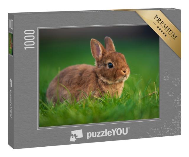 Puzzle 1000 Teile „Baby-Kaninchen auf grünem Gras“