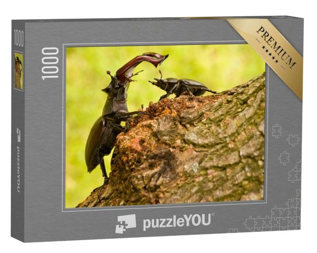 Puzzle 1000 Teile „Majestätischer männlicher Hirschkäfer mit kleinerem weiblichen Exemplar“