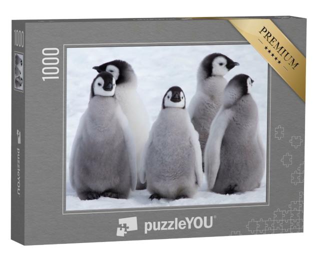 Puzzle 1000 Teile „Kaiserpinguinküken in der Antarktis“