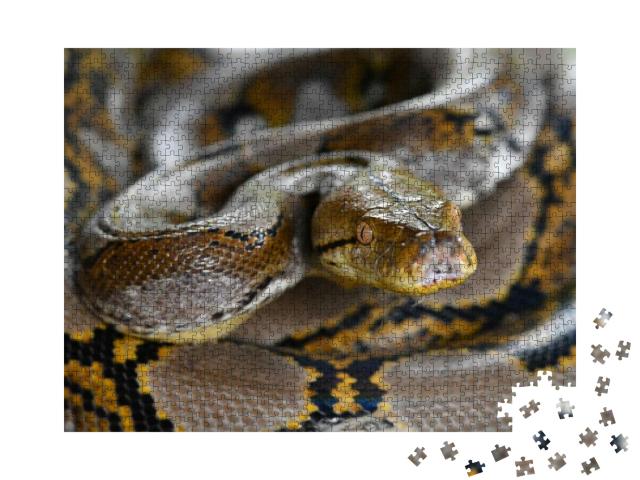 Puzzle 1000 Teile „Netzpython Schlange von Borneo, Python reticulatus“