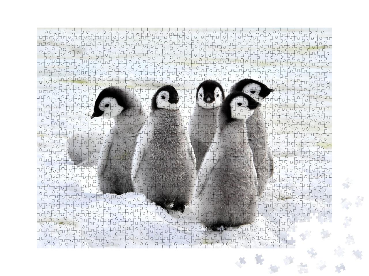 Puzzle 1000 Teile „Kaiserpinguin-Küken auf dem Schnee, Antarktis“