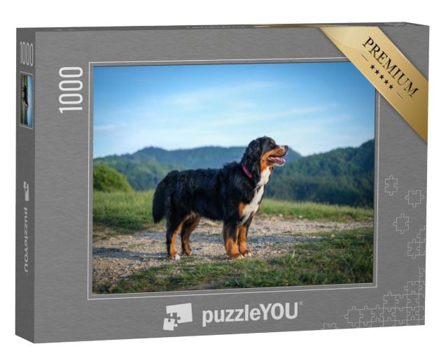 Puzzle 1000 Teile „Ein Berner Sennenhund sonnt sich am Abend“