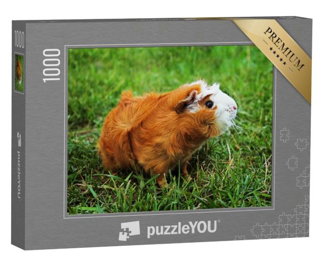 Puzzle 1000 Teile „Rotes Abessinier-Meerschweinchen auf grünem Gras“