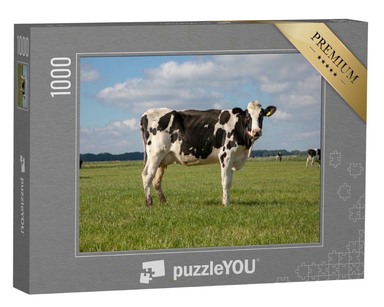 Puzzle 1000 Teile „Holstein-Kun auf einer Weide in den Niederlanden“