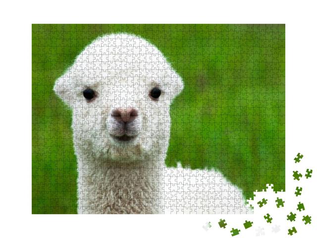 Puzzle 1000 Teile „Niedliches weißes Alpaka-Baby “