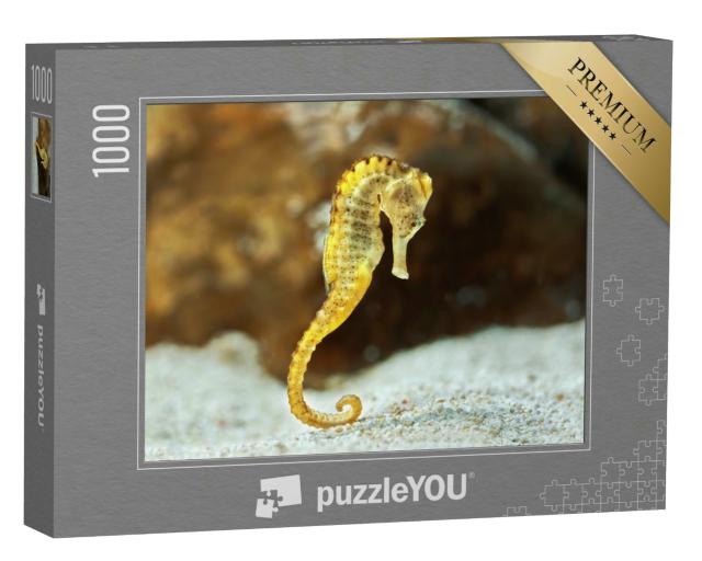 Puzzle 1000 Teile „Seepferdchen am Meeresgrund“