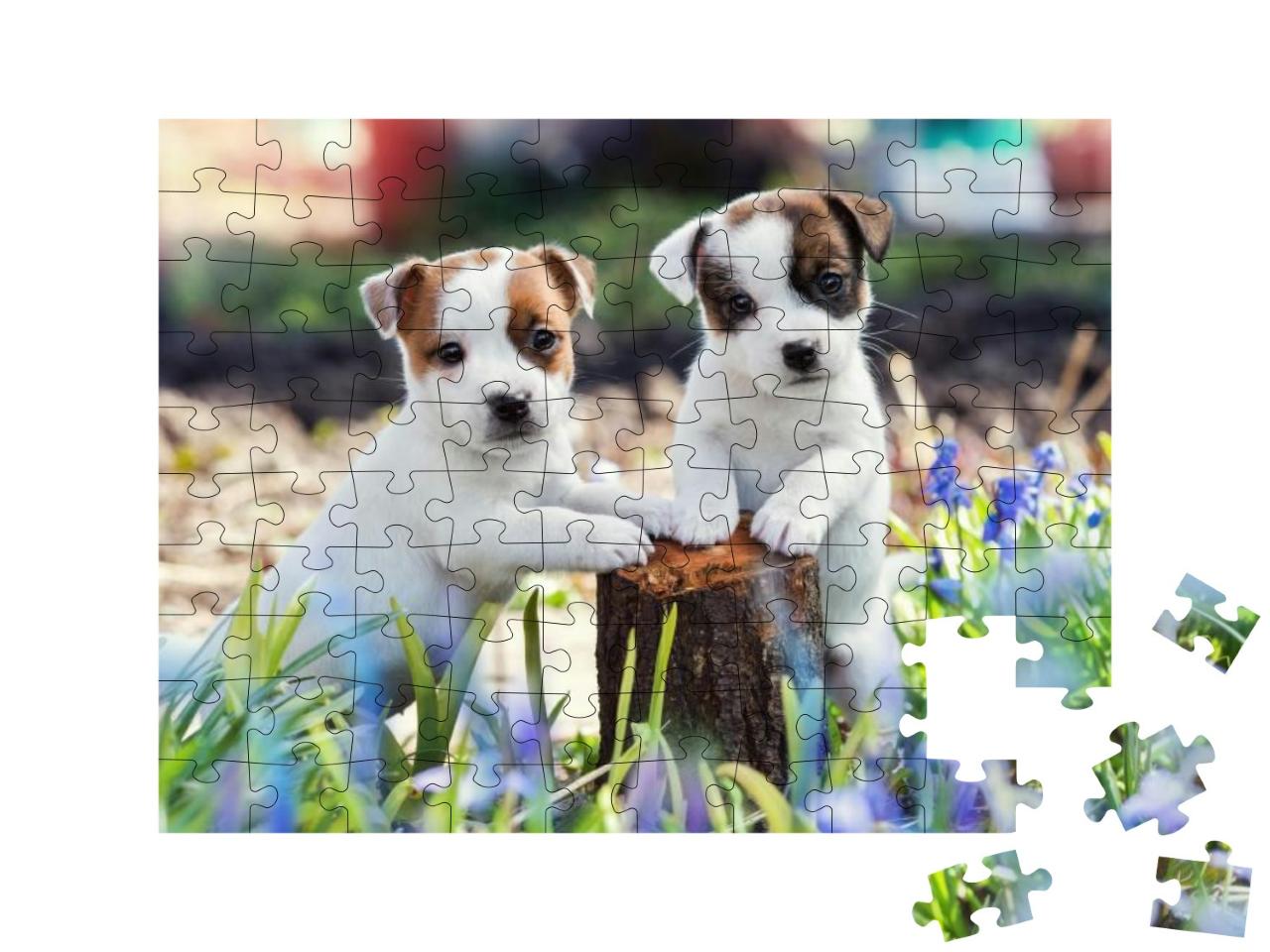 Puzzle 100 Teile „Zwei süße Jack Russell Welpen“
