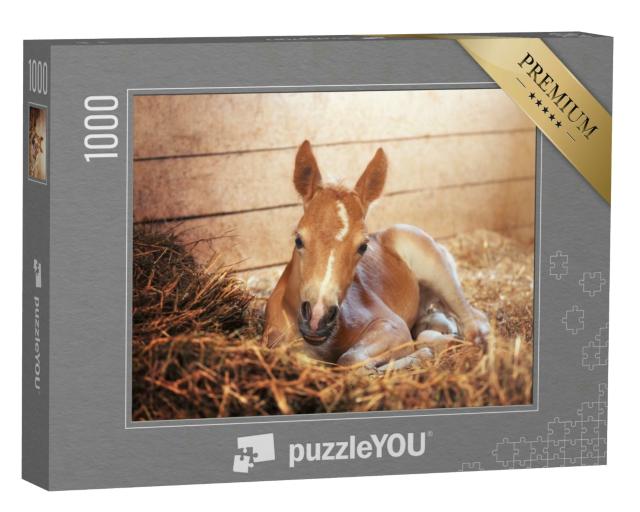 Puzzle 1000 Teile „Haflingerfohlen im Stall“