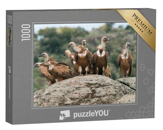 Puzzle 1000 Teile „Gänsegeier“