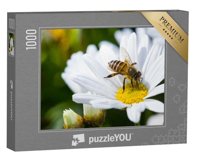 Puzzle 1000 Teile „Gänseblümchen und Biene im Frühling“
