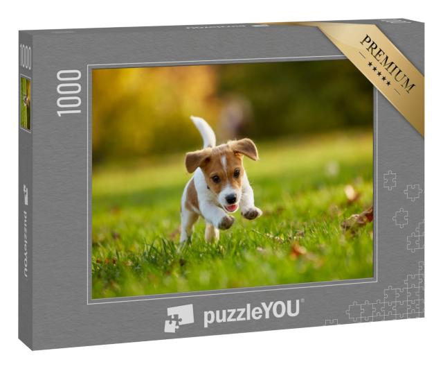 Puzzle 1000 Teile „Jack Russell Terrier beim Spielen im herbstlichen Park“