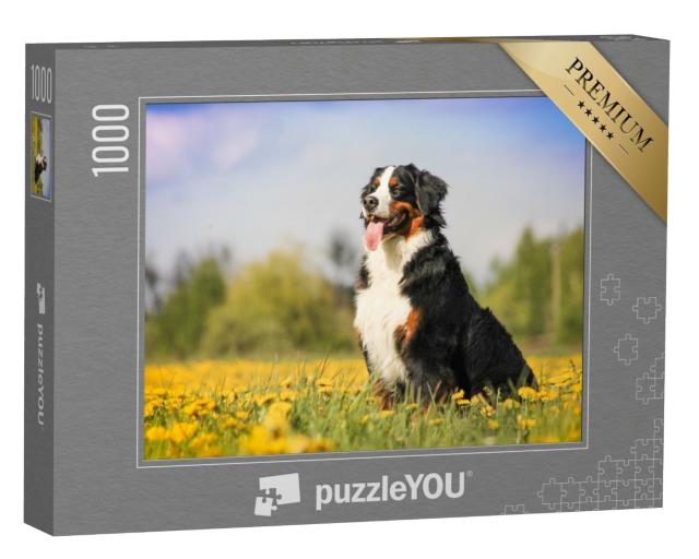 Puzzle 1000 Teile „Berner Sennenhund in schöner Frühlingsblumenwiese“