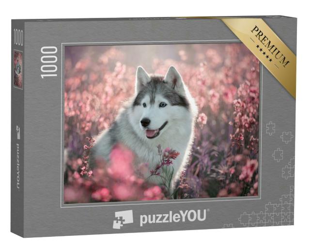 Puzzle 1000 Teile „Wundeschöner Husky auf einem blühenden Feld“