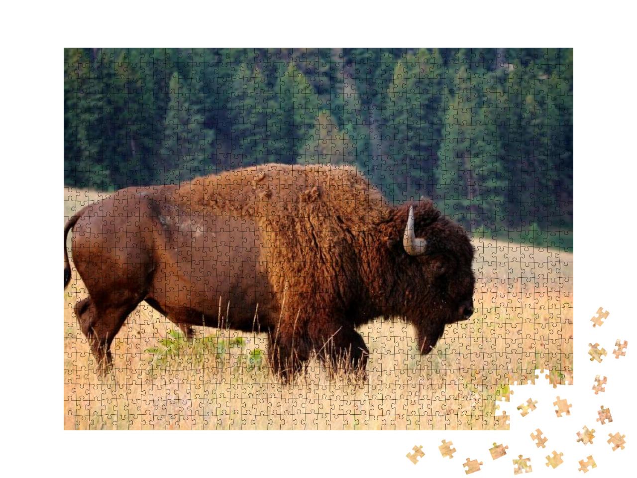 Puzzle 1000 Teile „Amerikanischer Bison am frühen Morgen, Montana“