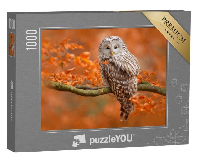 Puzzle 1000 Teile „Herbstaufnahme mit Eule, Uralkauz, sitzt auf Ast im Eichenwald, Norwegen“
