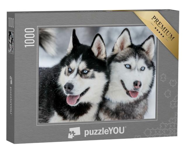 Puzzle 1000 Teile „Sibirische Huskys mit stahlblauen Augen“