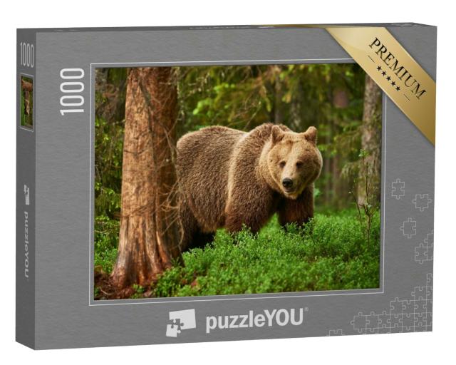 Puzzle 1000 Teile „Ein Braunbär, frei in der finnischen Taiga“