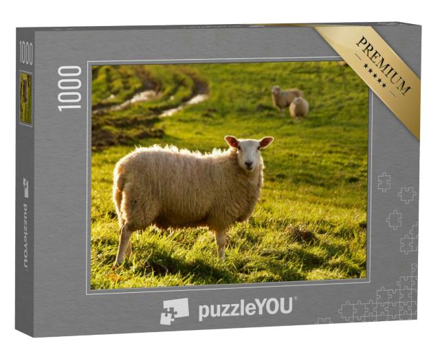 Puzzle 1000 Teile „Schaf auf einer Wiese mit Novembersonne “