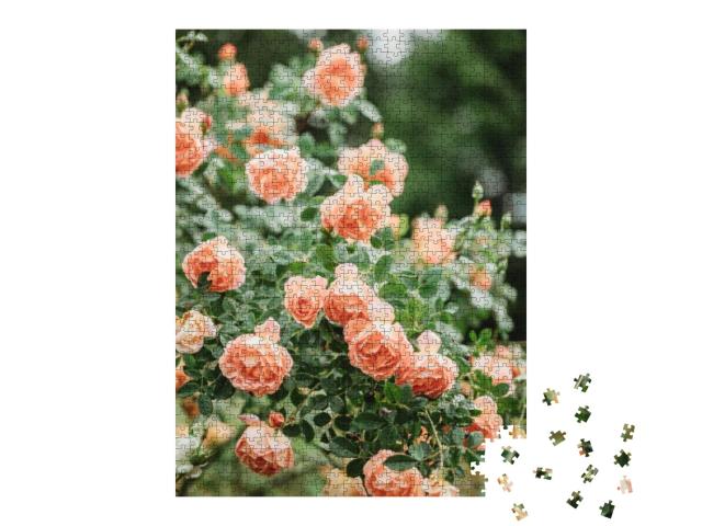 Puzzle 1000 Teile „Pfirsichrosen in voller Blüte“