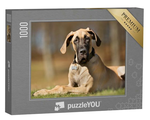 Puzzle 1000 Teile „Eine reinrassige Deutsche Dogge ohne Leine draußen in der Natur“
