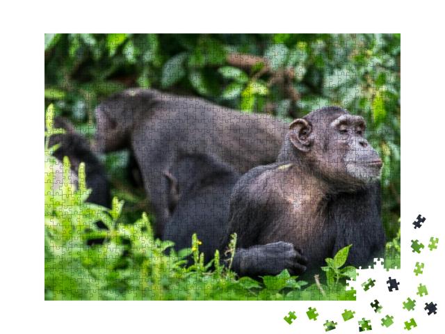 Puzzle 1000 Teile „Schimpansengruppe und erwachsener Affe“