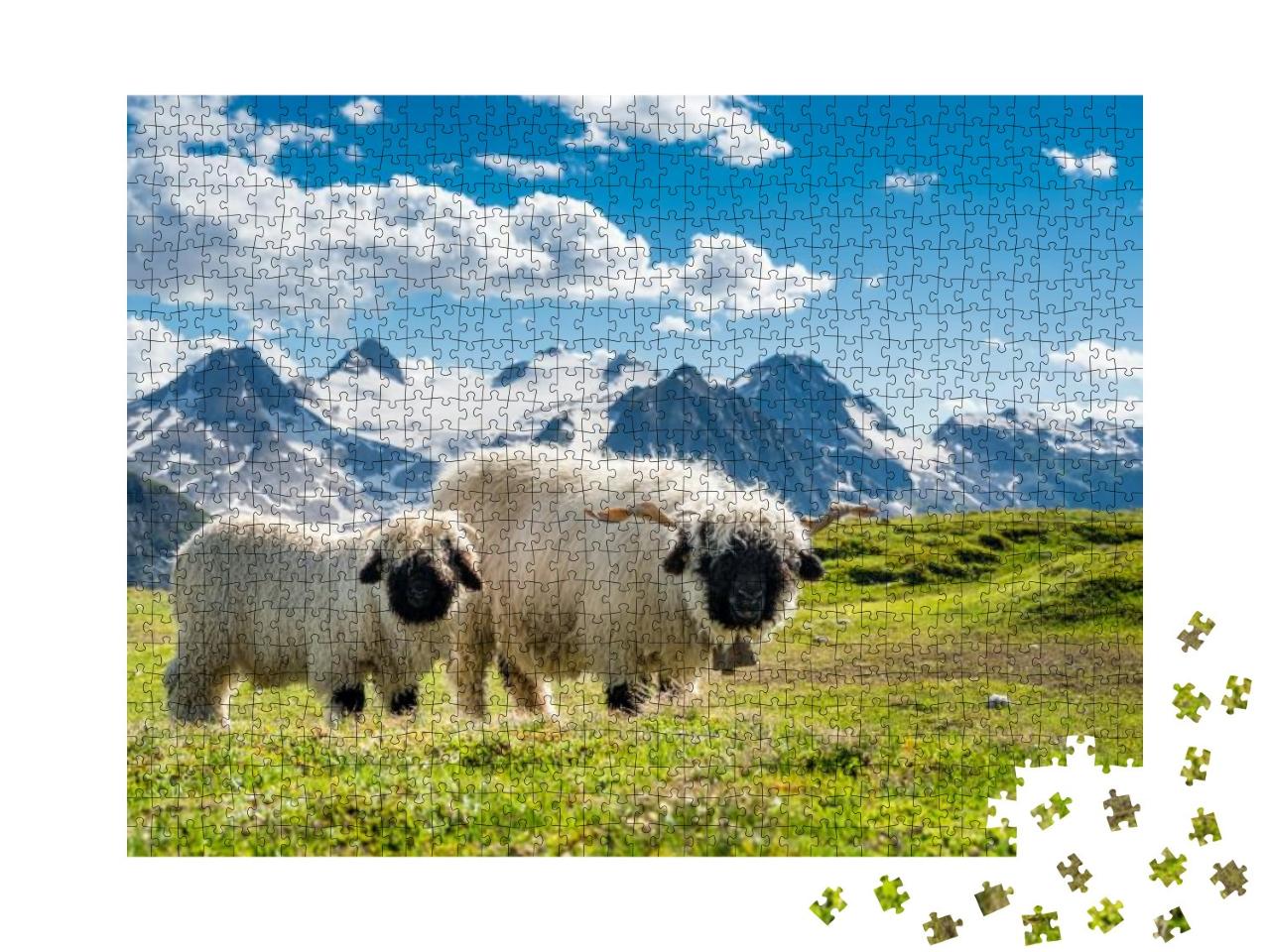 Puzzle 1000 Teile „Walliser Schwarznasenschafe auf dem Nufenenpass im Wallis“