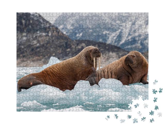 Puzzle 1000 Teile „Walross und sein Junges auf dem Eis eines Fjords, Ostgrönland“