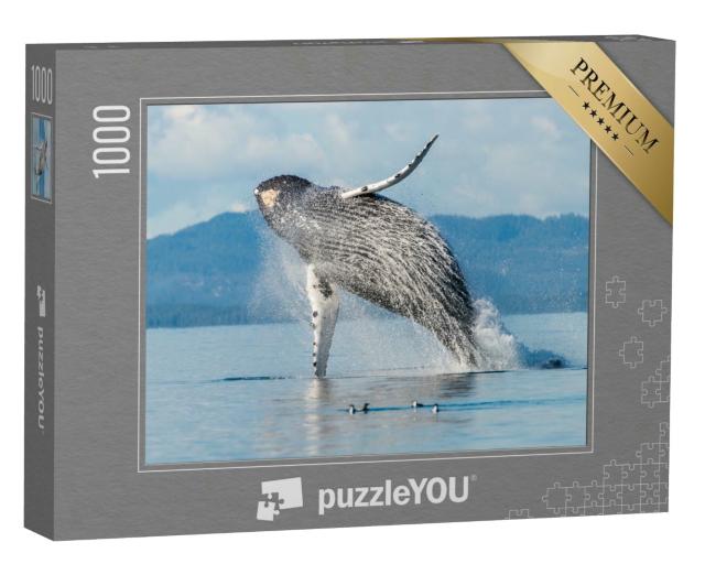 Puzzle 1000 Teile „Buckelwal im Broughton Archipelago, British Columbia, Kanada“