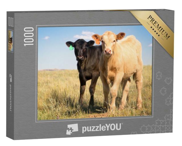 Puzzle 1000 Teile „Palomino-Charolais-Kreuzungskalb und schwarzes Angus-Kalb auf der Weide“