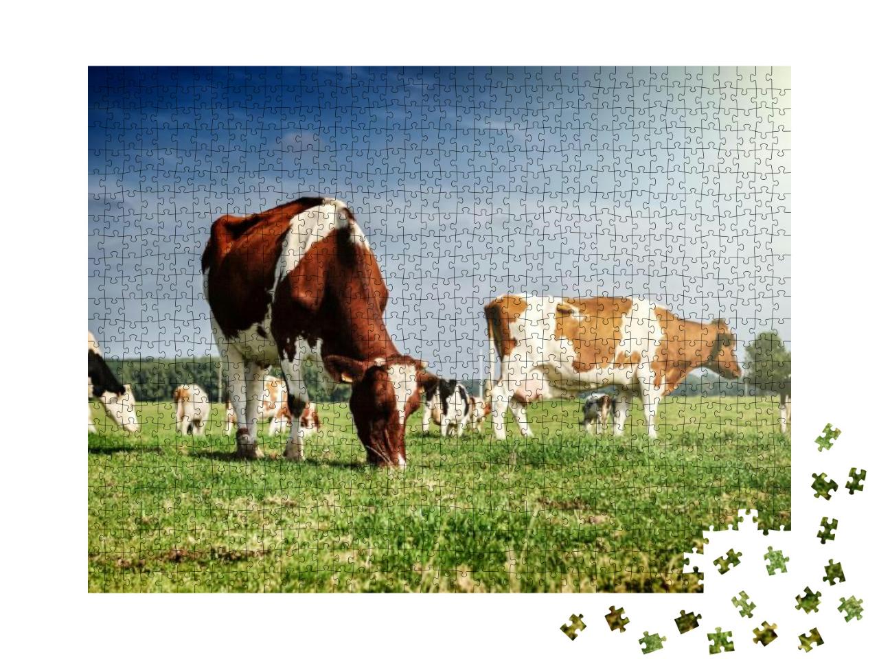 Puzzle 1000 Teile „Kuhherde auf einr Sommerwiese“