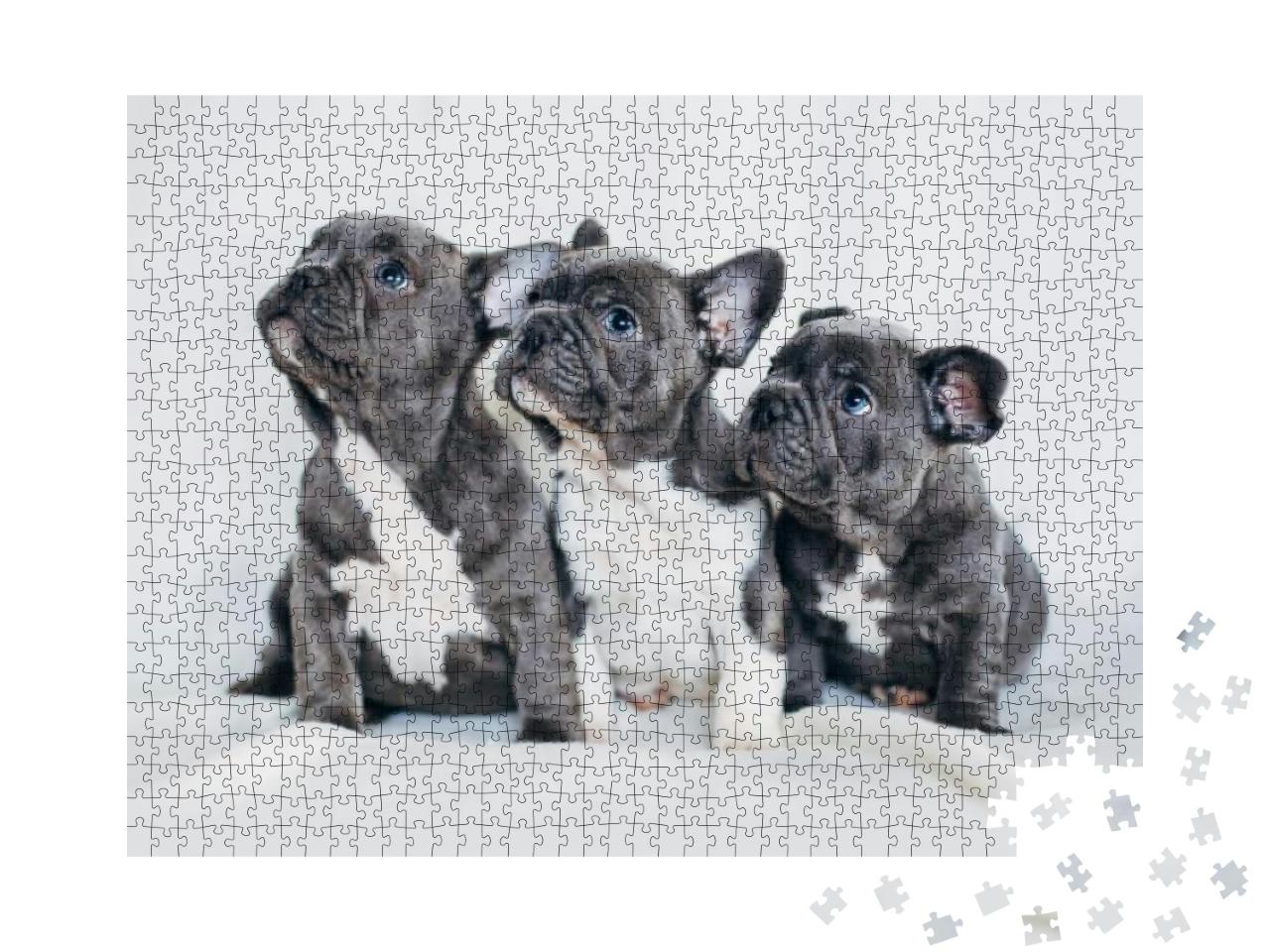 Puzzle 1000 Teile „Porträt von drei bezaubernden Bulldoggenwelpen “