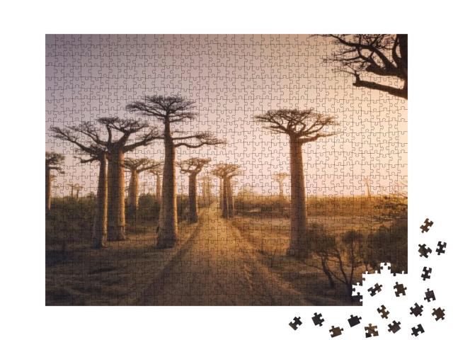 Puzzle 1000 Teile „Baobab-Bäume bei Sonnenuntergang, Affenbrotbaum in Madagaskar“