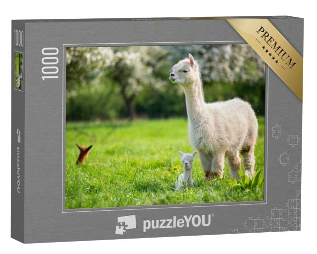 Puzzle 1000 Teile „Ein weißes Alpaka mit Jungtieren“