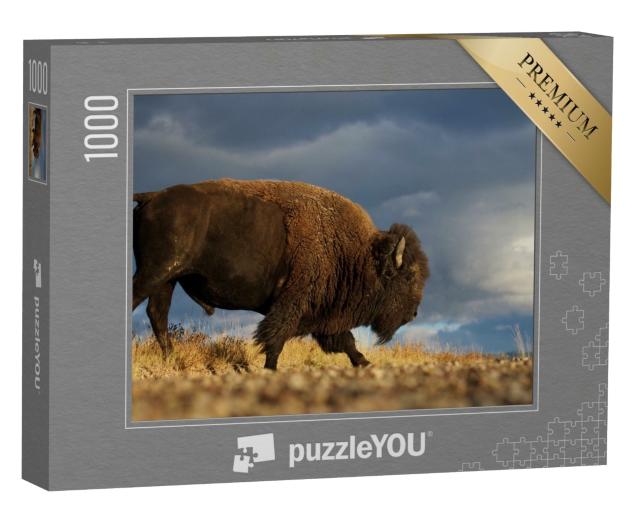 Puzzle 1000 Teile „Amerikanischer Bison alias Büffel vor dramatischem Himmel der Prärie, Montana“